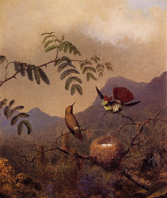 Martin Johnson Heade Frilled Coquette